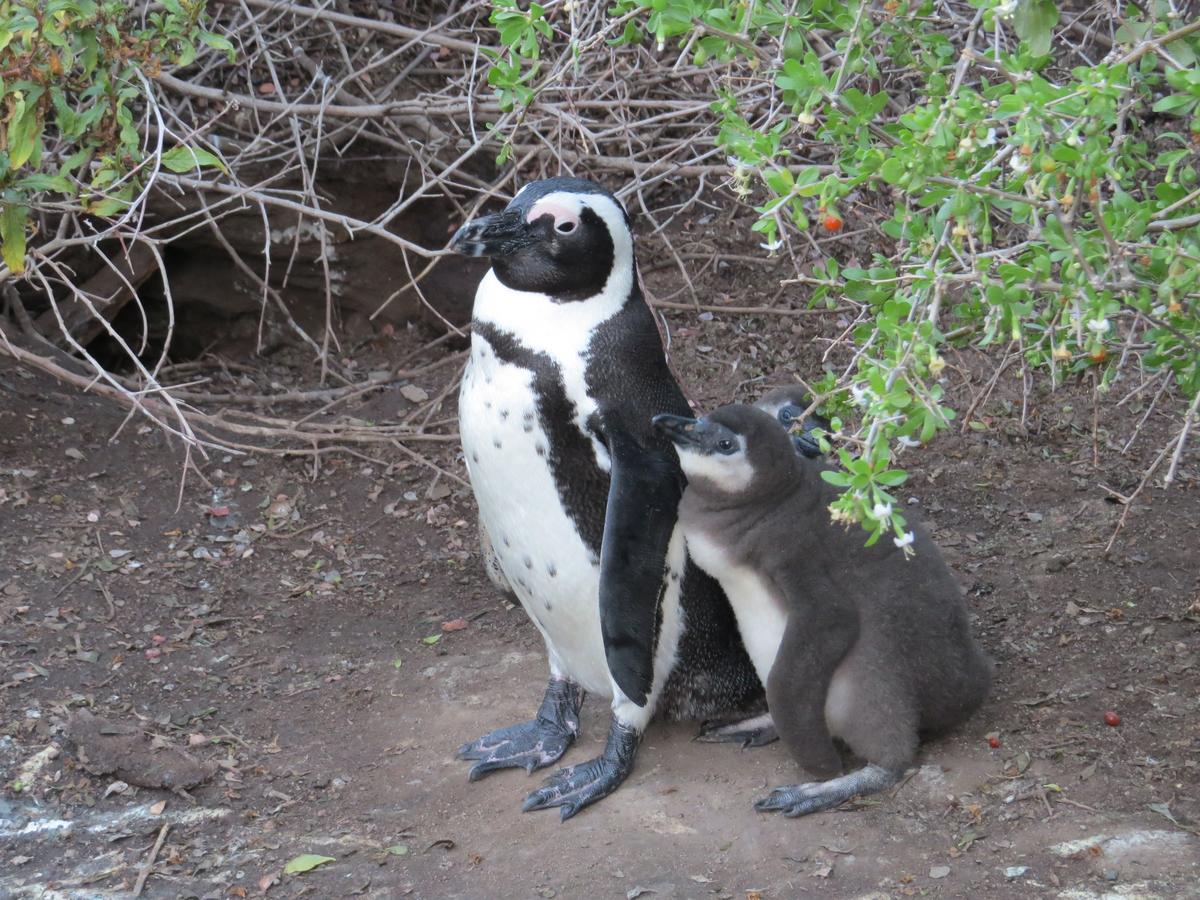 Penguins View Guesthouse Simonʼs Town Exterior foto